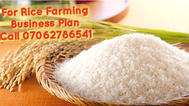 Rice Farming Business Plan in Nigeria