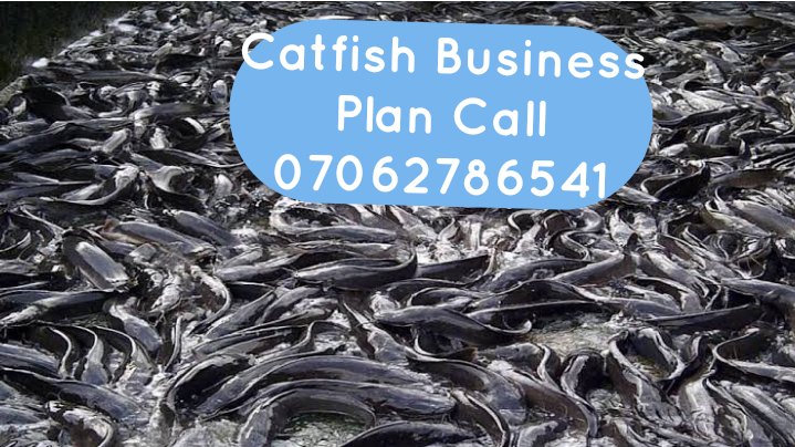 catfish production business plan